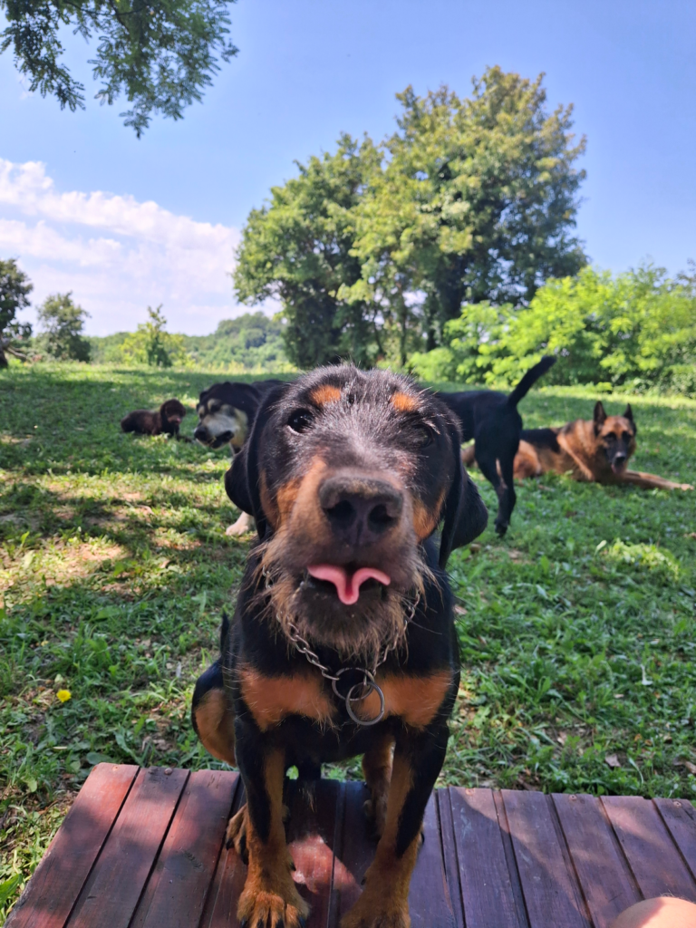 dadogs 10