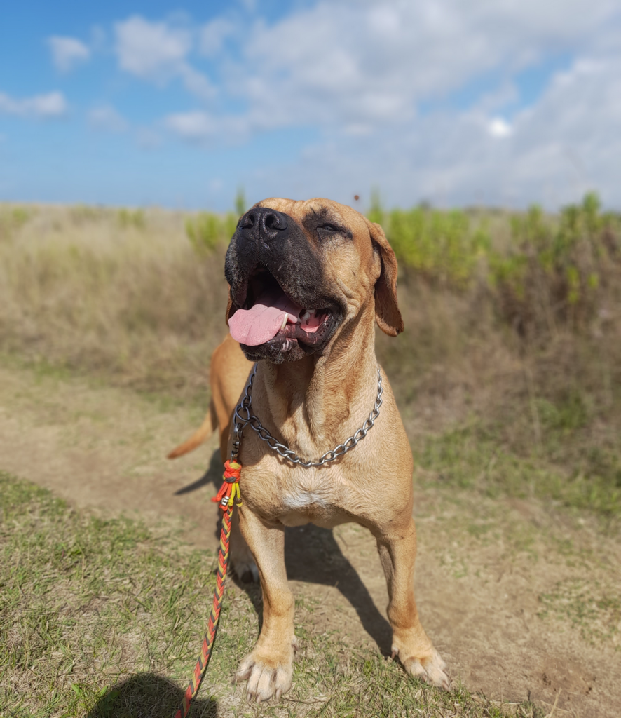 dadogs 3