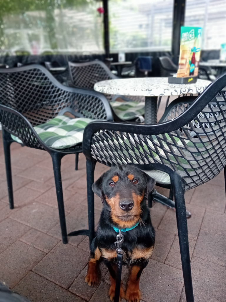 dadogs galerija 62