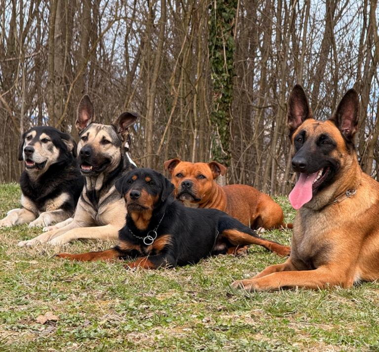 dadogs 50569