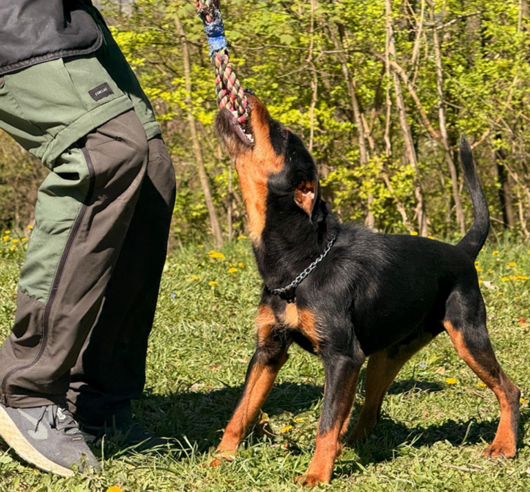dadogs 59334
