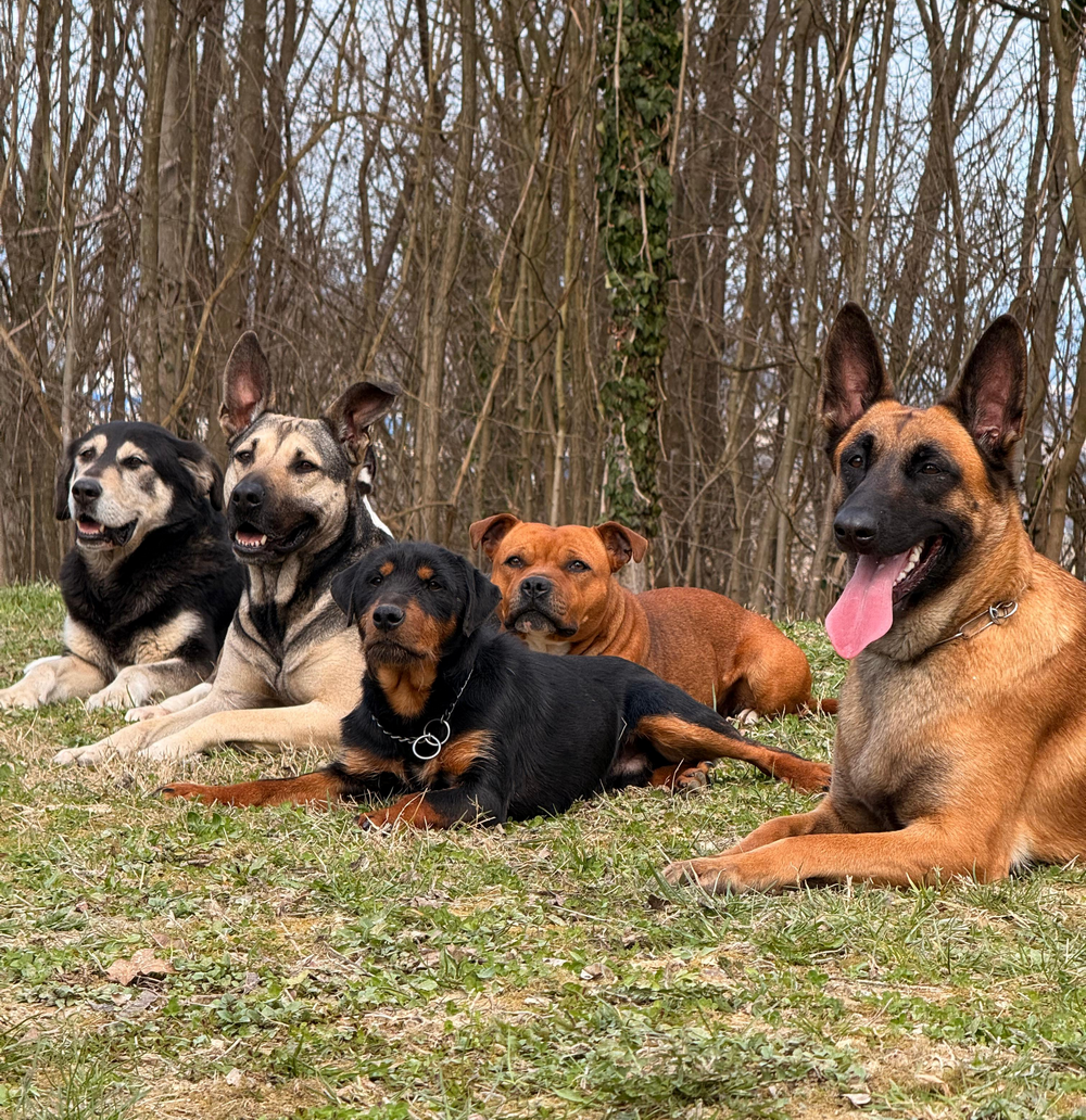 kontakt dog